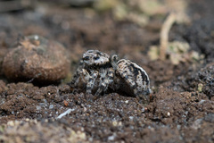 Aelurillus v-insignitus