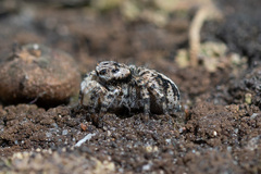 Aelurillus v-insignitus