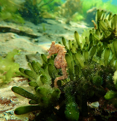 Hippocampus breviceps