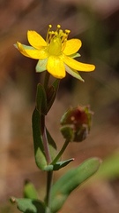 Hypericum gramineum