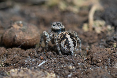 Aelurillus v-insignitus