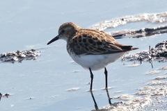 Calidris minuta
