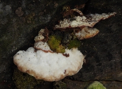 Trametes suaveolens