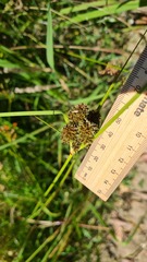 Cyperus reflexus