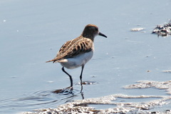Calidris minuta