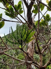 Korthalsella complanata