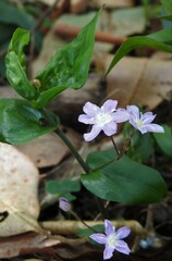 Tripladenia cunninghamii