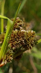 Cyperus reflexus