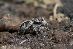 Aelurillus v-insignitus