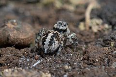 Aelurillus v-insignitus