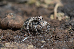 Aelurillus v-insignitus