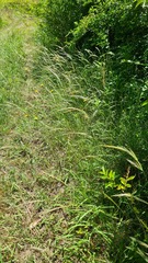 Dichelachne micrantha