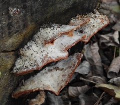 Trametes suaveolens
