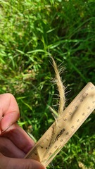 Dichelachne micrantha