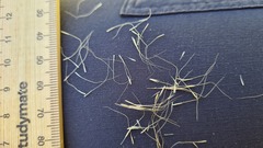 Dichelachne micrantha