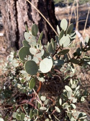 Arctostaphylos pringlei drupacea