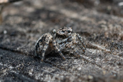 Aelurillus v-insignitus