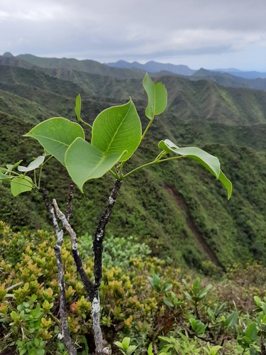 Zanthoxylum oahuense observed 2020-05-08
