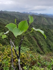 Zanthoxylum oahuense