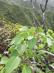 Zanthoxylum oahuense