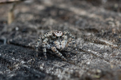 Aelurillus v-insignitus