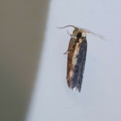 Hoplostega ochroma
