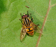 Mesembrius hilaris