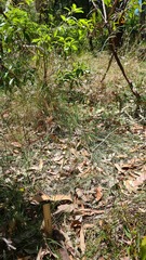 Poa affinis