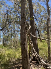 Eucalyptus capitellata