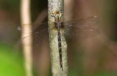 Gynacantha subinterrupta