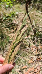 Poa affinis