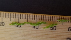 Poa affinis