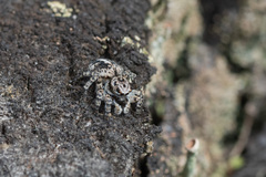 Aelurillus v-insignitus