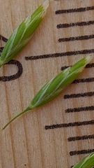 Poa affinis