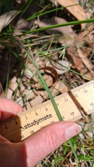 Poa affinis
