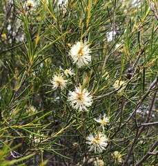 Melaleuca uncinata