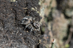 Aelurillus v-insignitus