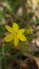 Tricoryne simplex