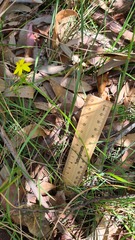 Tricoryne simplex