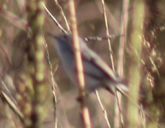 Polioptila