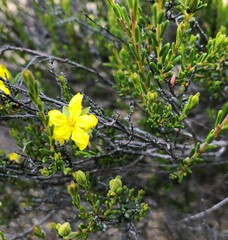 Hibbertia devitata
