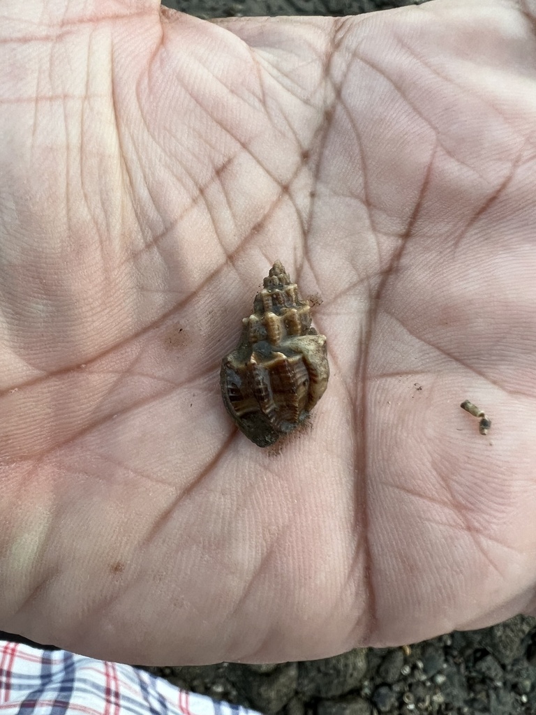 Scalptia scalarina