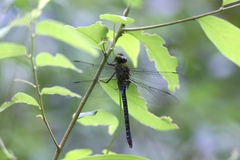 Anax guttatus