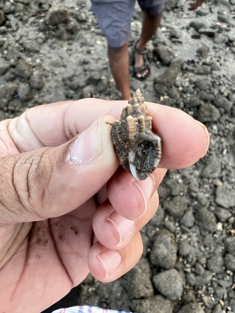 Scalptia scalarina