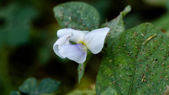 Calopogonium mucunoides