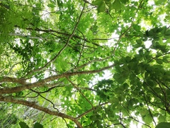 Cnidoscolus megacanthus