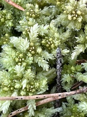 Sphagnum