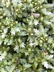 Sphagnum
