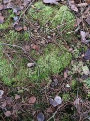 Sphagnum