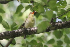 Hippolais icterina